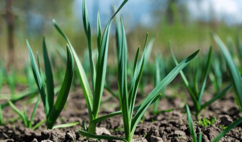 辽宁干旱区对比试验，揭秘秋播优势