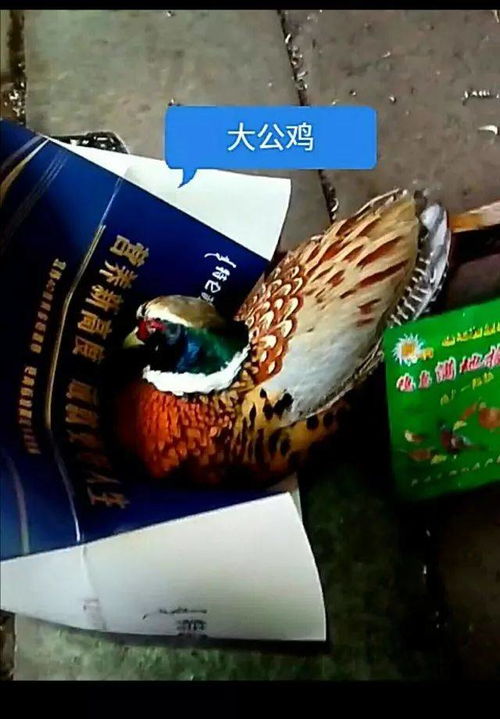 野鸡被毒死了Neng吃吗？