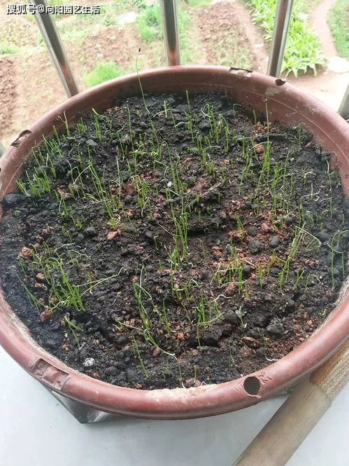阳台种小葱种子需要什么花盆和种植方法