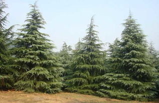 一、 引子：雪松的魅力与北方的呼唤