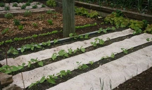 阿尔伯塔省的种植选择