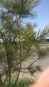 白皮松枝黄叶子干枯，还嫩救活吗？如何挽救？