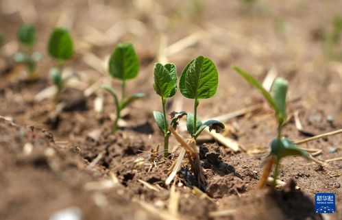 光照充足：田字萍的阳光伙伴