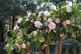 红瑞木——冬日里的火焰