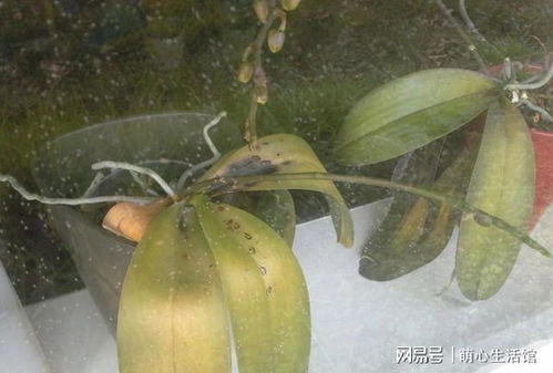 原因一：浇水不当