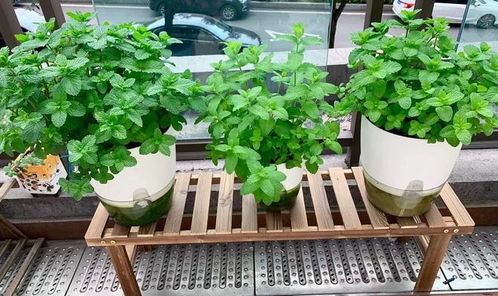 薄荷高效栽培技巧：如何打造爆盆的薄荷花坛？