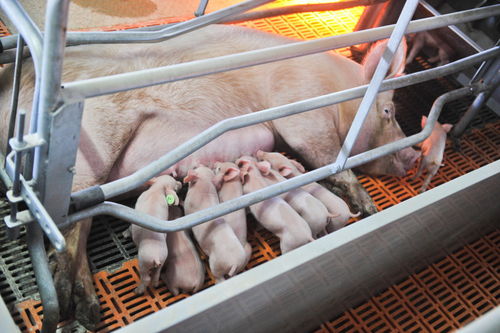 如何掌握5个关键技巧，确保仔猪顺利断奶？
