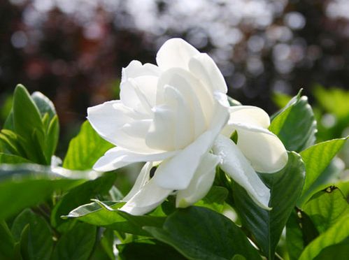 栀子花黄叶子了怎么办？是浇水过多还是施肥不当