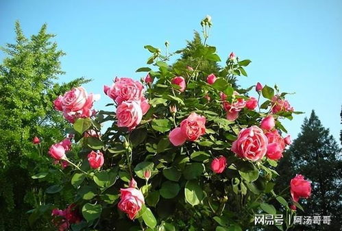 南阳月季， 花样苗木中的佼佼者