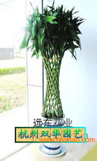 绿植租摆服务的价值