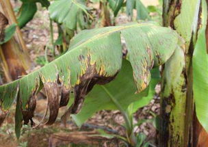 种子处理， 提前防范病害