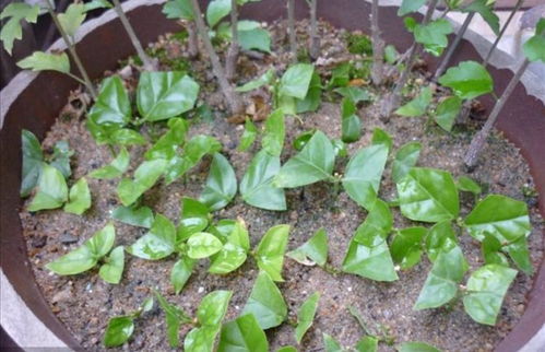 枝条剪一剪， 30天生根发芽