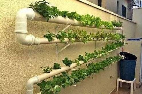 自家的后院种些啥？小菜园自给自足乐趣多！