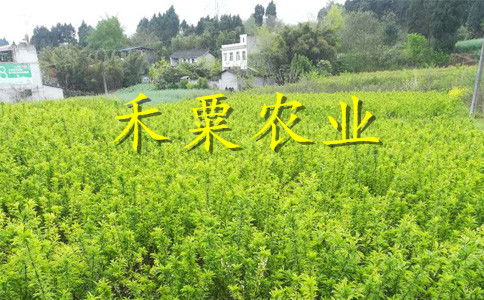 桃源县茶油基地：江津茶油种植指南，联系电话揭秘！