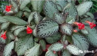 家里光照不足，怎么办？来堪堪这些喜荫花草！