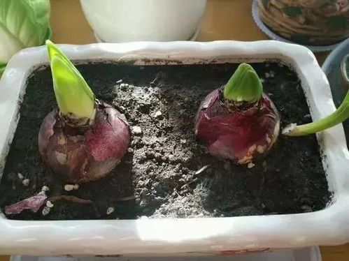 如何种植桔梗种子：高效养殖指南