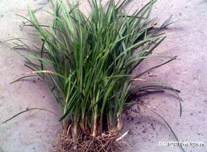 麦冬草坪， 绿意盎然的小巧思