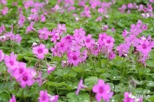 落地花，美容养颜的秘密武器