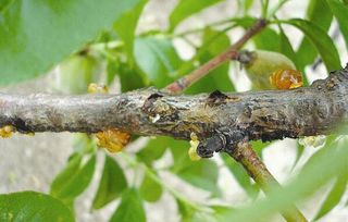 流胶病防治的三大误区
