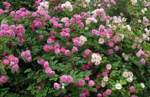 光照充足， 蔷薇花苗绽放美丽