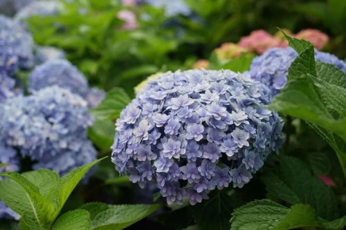 花卉养殖如何调节土壤PH值？如何让植物更健康生长