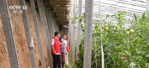 夏日蔬菜清凉灌溉，科学浇水保丰收