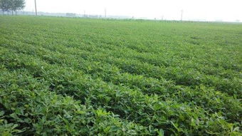 种子休眠与生理后熟