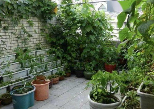 阳台种菜小攻略：细长蔬菜大集合