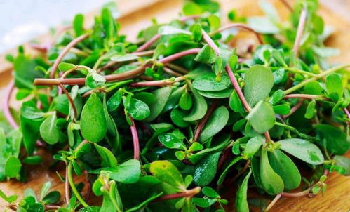 马齿菜， 不仅美味，还有益健康