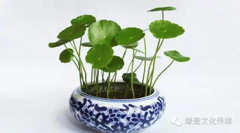 铜钱草摆放风水宝地，哪个角落能助你财运亨通