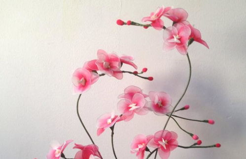 君子兰花栽培技巧，如何让花朵更艳丽