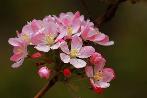 西府海棠的生长速度揭秘