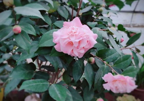 茶花种植小贴士