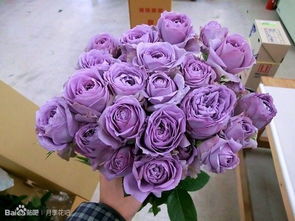 庭院蓝紫色月季品种大盘点