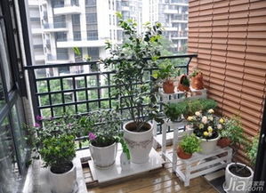 植物选择：点亮阳台的生机