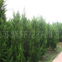 东北绿化队祖传手艺