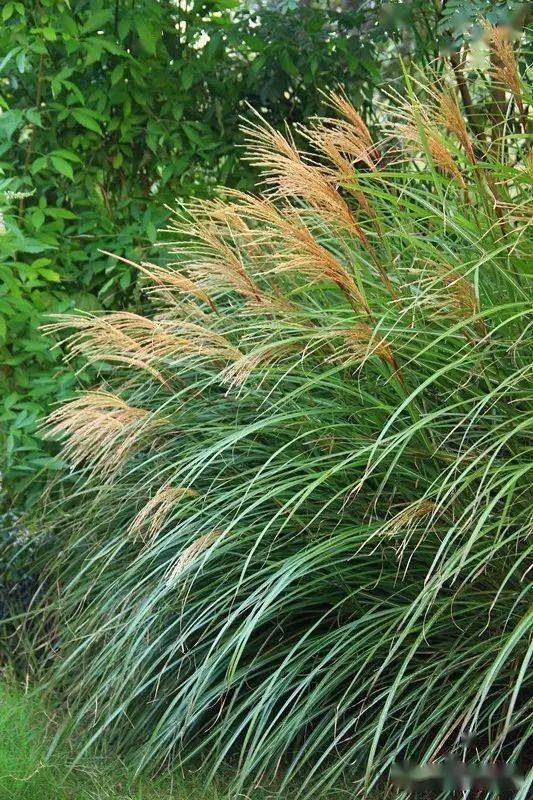 柳枝稷：大自然的杰作