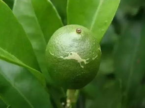 灰霉病带来的损失