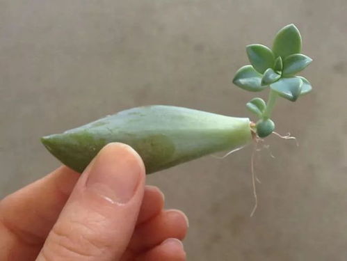 肉肉植物叶子如何快速生根？是否只需简单浸泡