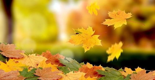 4. 落叶针叶树养护