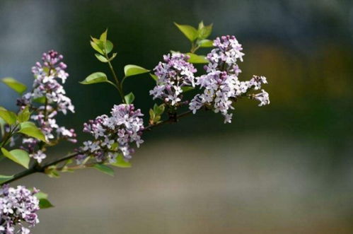 梗多白色花朵，等你来发现