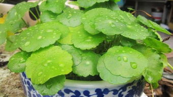 铜钱草冬防寒，室内过冬更安心！