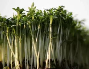 吃了打过除草剂的菜会中毒吗？