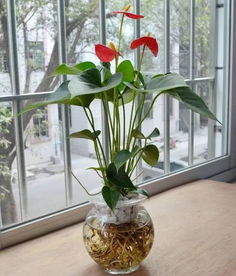 植物水培技术，为何能让植物“长生不老”