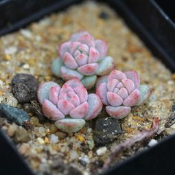 “肉肉植物种类繁多，你家养了哪些