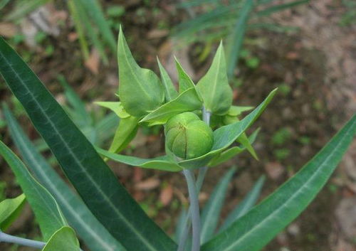 剪枝刀养护心得