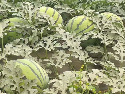西瓜割蔓再生栽培，一种提高西瓜产量和降低种植成本的技术
