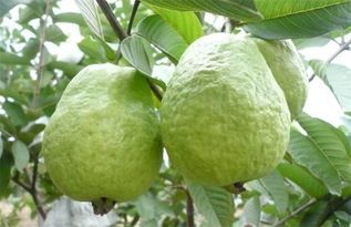 芭乐喜欢在什么温度范围内生长，最适合栽种在哪种环境下呢