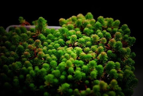 柽柳：盐碱地里的绿色战士