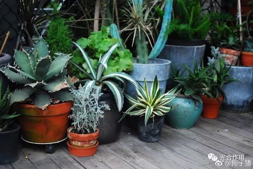 盆栽植物修剪造型基础小技巧